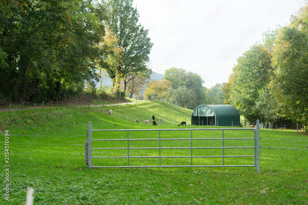 Obraz premium Peaceful countryside landscape with grazing animals near a sturdy barn surrounded by lush greenery on a sunny autumn day