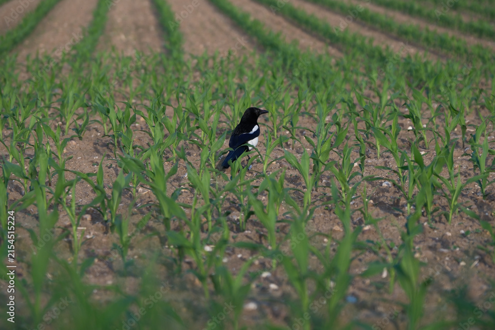 Obraz premium Magpie (Pica pica) Among Young Corn Plants in a Field, Wildlife and Agriculture Contrast Concept