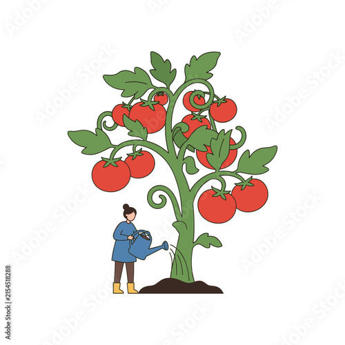 Woman Watering Tomato Plant in Garden, Flat Illustration