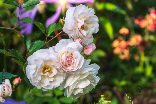 Bush white blooming rose. Growing roses. A lot of beautiful blooming roses. Buds of a white rose.