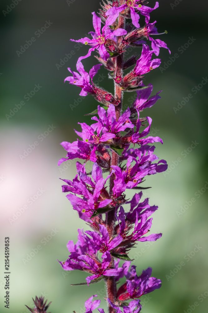 Obraz premium Summer Flowering Purple Loosestrife, Lythrum tomentosum on a green blured background.