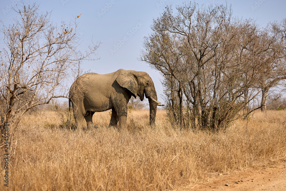 Fototapeta premium Large adult African elephant in Kruger National Park, South Africa, standing in its natural savanna habitat during a safari. Iconic African wildlife in the wild.