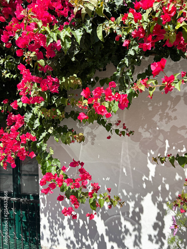 Bright pink bougainvillea flowers and green leaves spread across a white wall, creating intricate natural shadows in strong sunlight