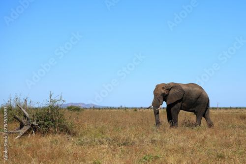 Canvas Print Afrikanischer Elefant / African elephant / Loxodonta africana