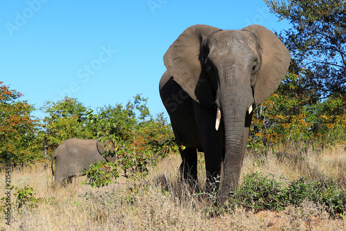 Photography Afrikanischer Elefant / African elephant / Loxodonta africana