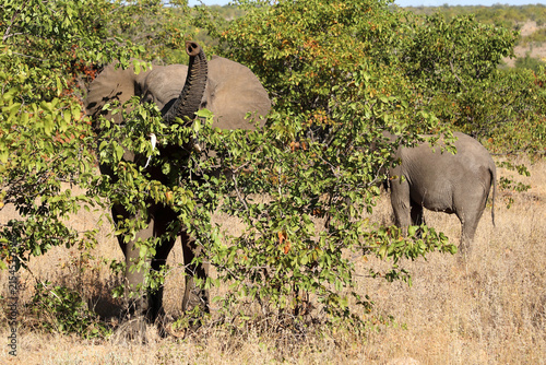 Canvas Print Afrikanischer Elefant / African elephant / Loxodonta africana