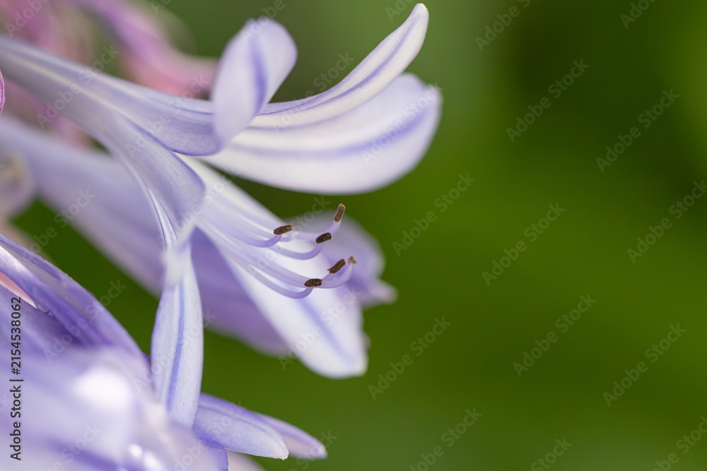 Fototapeta premium Agapanthus flower blooming in summer garden macro