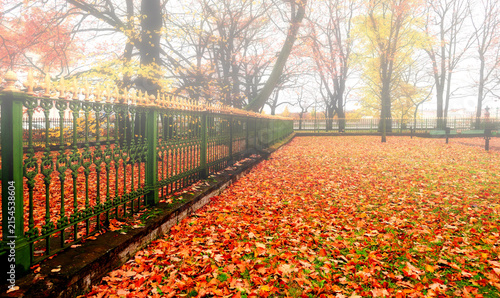 Bild auf Leinwand Autumn October foggy landscape - trees with orange and yellow leaves and dry fal
