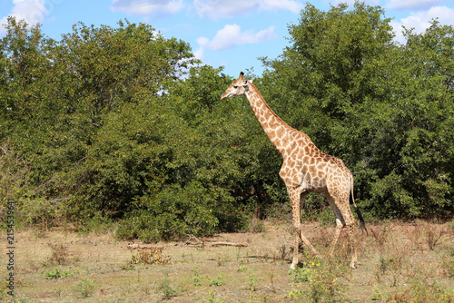 Photography Giraffe / Giraffe / Giraffa camelopardalis