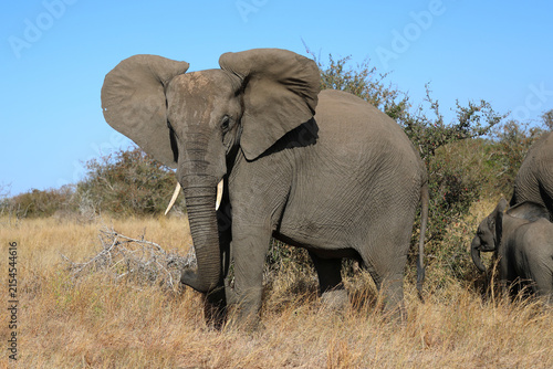 Photography Afrikanischer Elefant / African elephant / Loxodonta africana