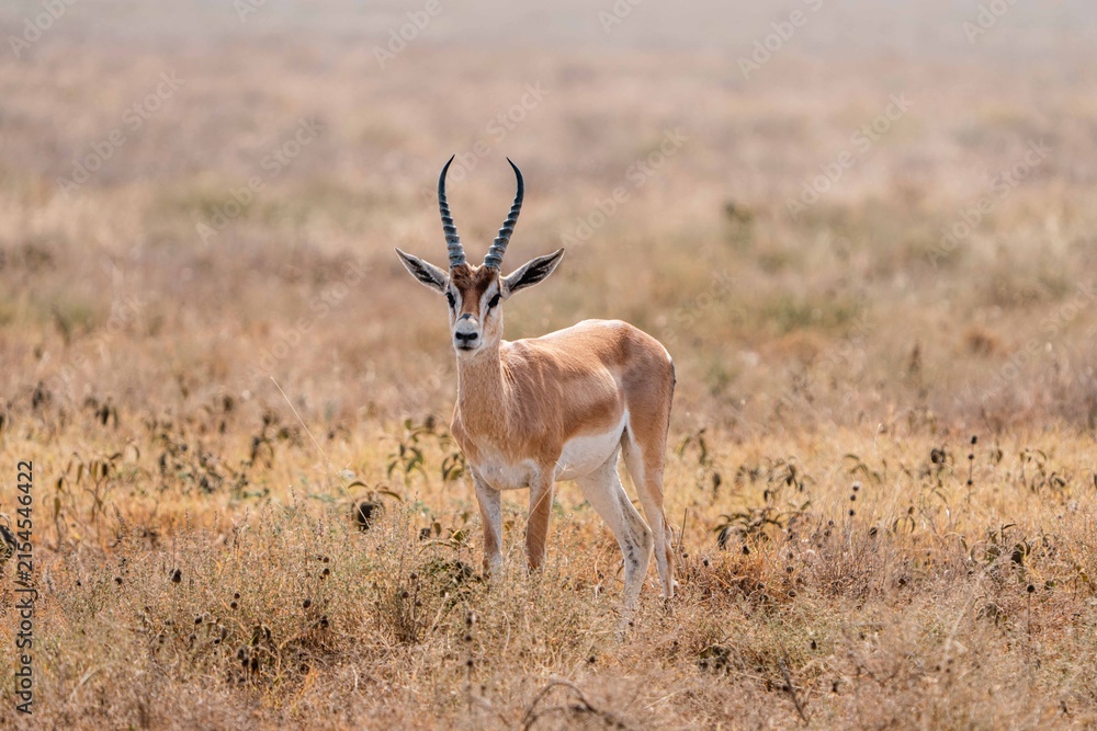 Naklejka premium Thomson's gazelle standing alert in grassland, Serengeti, Tanzania