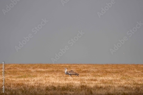 Foto Kori bustard standing on open plain, Serengeti, Tanzania