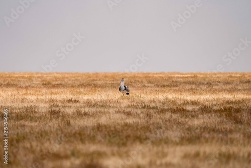 Foto Kori bustard standing on open plain, Serengeti, Tanzania