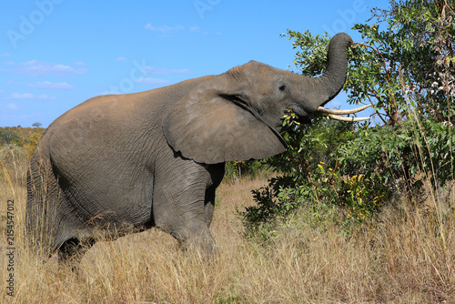 Photography Afrikanischer Elefant / African elephant / Loxodonta africana