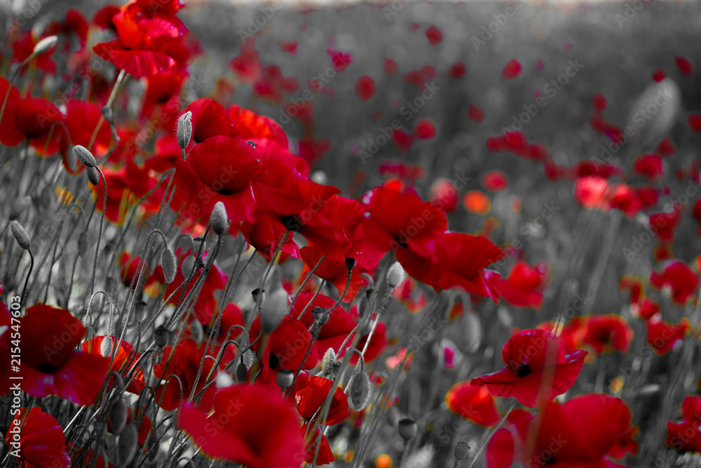 Obraz premium Red poppies blooming in field with selective color