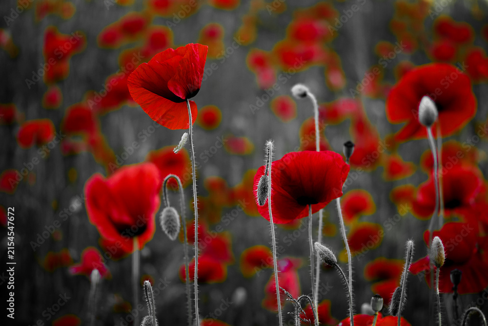 Obraz premium Red poppies growing in field with selective color