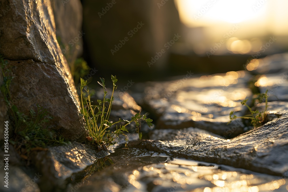 Fototapeta premium Tiny green plant growing between wet cobblestones at sunset