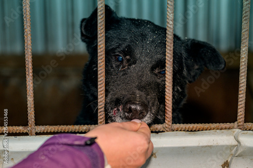 Konstfotografi Female Volunteer Hand Feeding Homeless Dogs at Animal Shelter