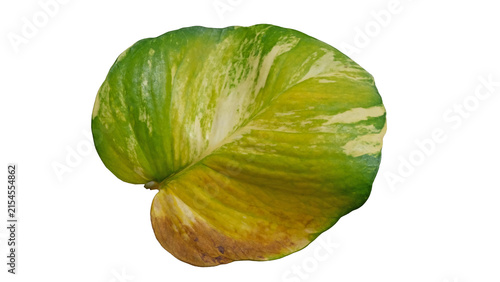Fresh green and yellow leaves in a modern nature.