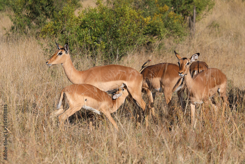 Fototapeta premium Schwarzfersenantilope / Impala / Aepyceros melampus