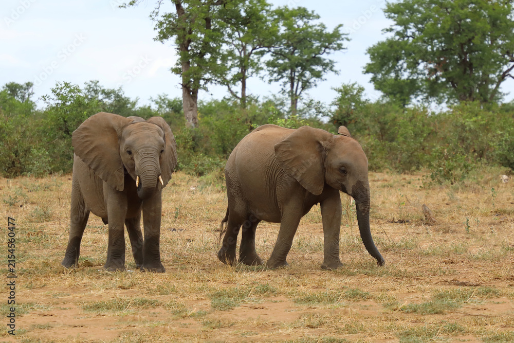 Fototapeta premium Afrikanischer Elefant / African elephant / Loxodonta africana