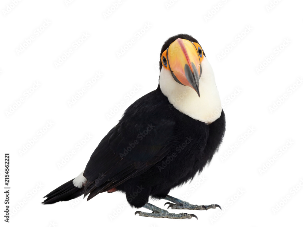 Naklejka premium Curious toucan isolated on transparent background (PNG)