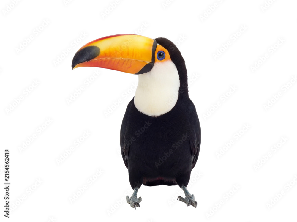 Naklejka premium Toucan standing, front view, isolated on transparent background (PNG)