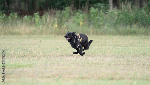 Dog training