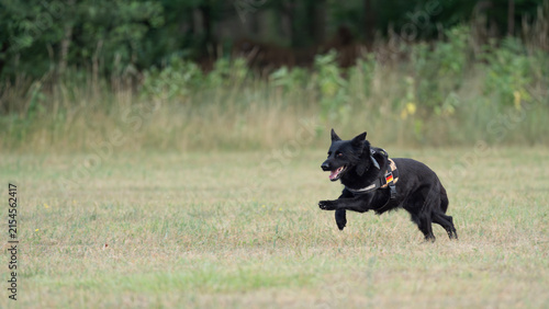 Police dog