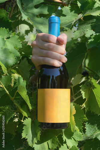 Mano che tiene una bottiglia di vino con etichetta vuota tra le foglie di un vigneto