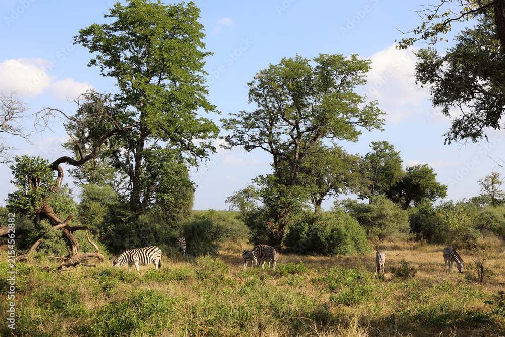 Naklejka premium Steppenzebra / Burchell's zebra / Equus quagga burchellii