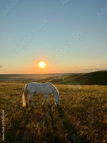 White horse grazing at sunset — golden hour in rolling grasslands, backlight (vertical)