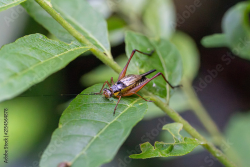 Grasshopper rests on a green leaf. Its body is brown with dark markings. The leaf is broad and healthy. Fine veins run along its surface. Background is softly blurred