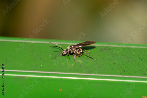 Small wasp perches on green leaf surface. Furry body, dark wings, and slender legs. Natural light highlights fine details of insect. Leaf shows faint veins and minor imperfections