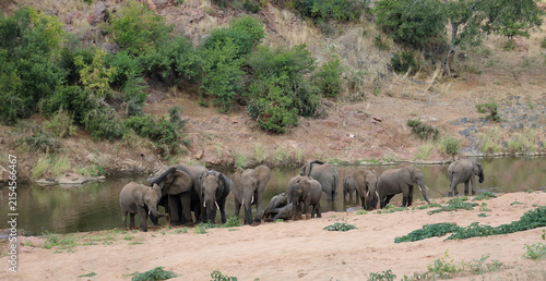 Картината върху платно Afrikanischer Elefant am Mphongolo River/ African elephant at Mphongolo River /