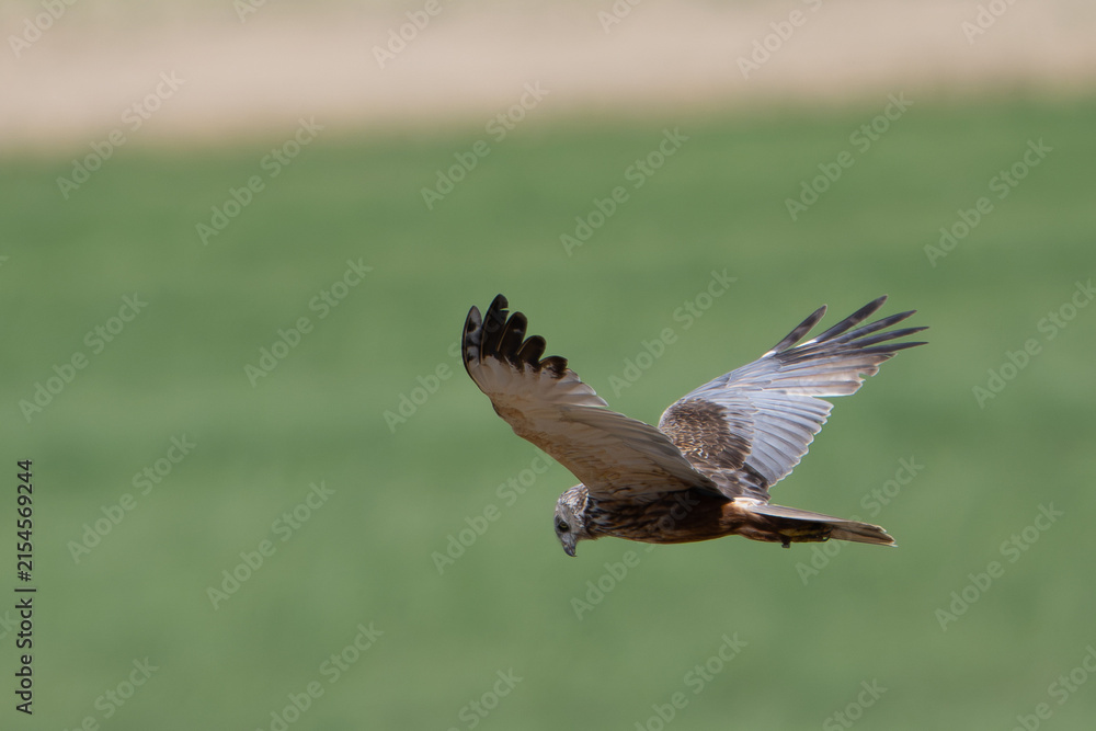Fototapeta premium Western Marsh Harrier in Flight Over Green Field