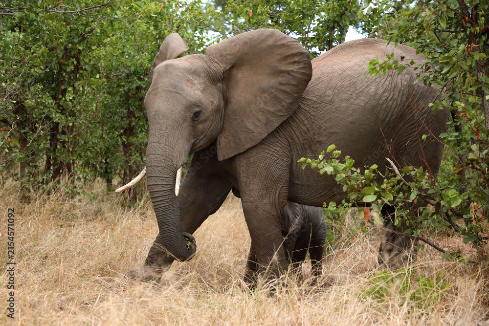 Fototapeta premium Afrikanischer Elefant / African elephant / Loxodonta africana
