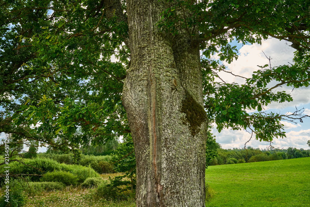 Obraz premium Ancient Oak Tree in a Lush Green Summer Landscape