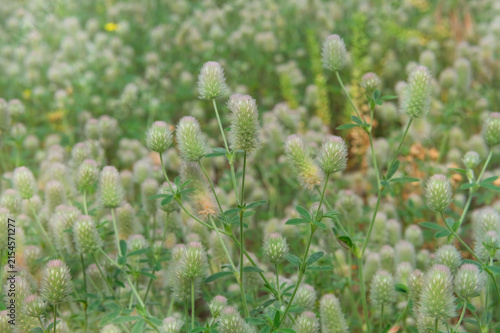 Trifolium arvense is growing in meadow. Annual herbaceous plant of legume family. Plant grows in meadows, forest edges, mainly on sandy soils.