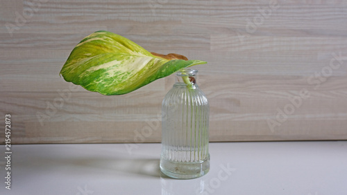 Single Green and yellow leaf in a minimal glass vase.