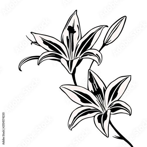Vector black contour of lily flowers isolated on a white background, isolated, stylized