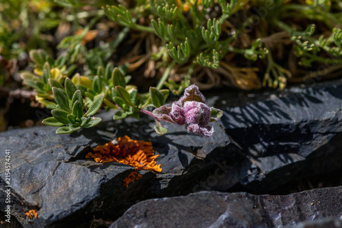 Canvastavla Fluffy pink flowers of wild Altai thyme (Thymus baicalensis / Thymus altaicus) on rocks