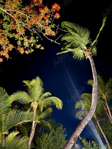 Tropical night scene — palm trees and red blossoms against deep blue starry sky, uplight beams