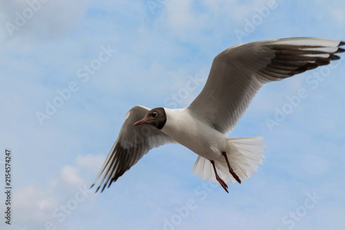 Принти на полотні Close up view of a black-headed gull Chroicocephalus ridibundus flying in the sky