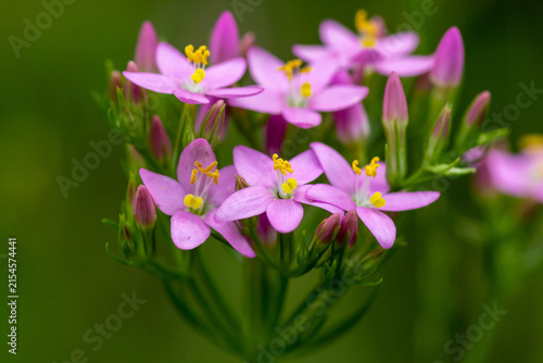 Принти на полотні Pink flowers of common centaury (Centaurium erythraea)