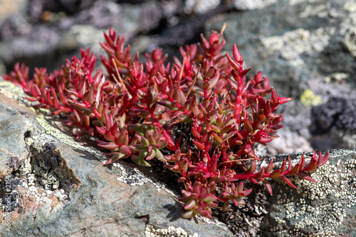 Canvastavla Red brush medicinal plant (Rhodiola quadrifida) succulent on rock