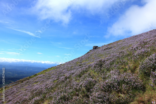 Strobilanthes kunthiana, commonly known as Neelakurinji or Kurinji, blooming with vibrant purple flowers in the hills of Munnar, Kerala, India