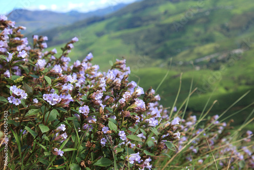 Strobilanthes kunthiana, commonly known as Neelakurinji or Kurinji, blooming with vibrant purple flowers in the hills of Munnar, Kerala, India