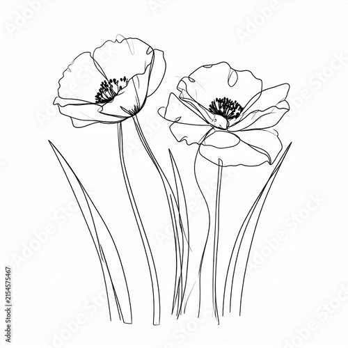 Elegant botanical illustration of blooming poppy flowers, thin blades of grass, continuous single-line drawing, delicate black outlines, minimalist floral border, graceful organic curves