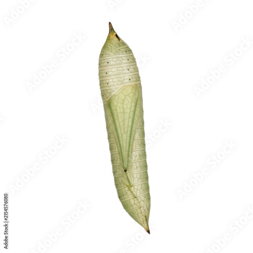 Green Butterfly Chrysalis or Pupa on a Branch